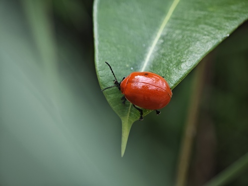 Oides livida