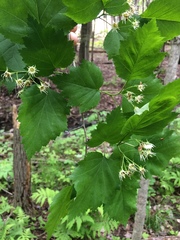 Crataegus schuettei