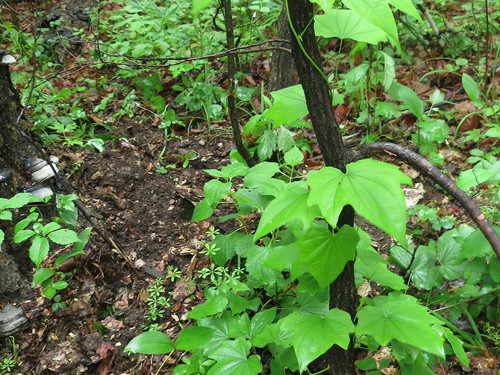 Image of Dioscorea nipponica by (c) Repina Tatyana, some rights reserved (CC BY)