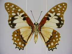 Graphium angolanus baronis