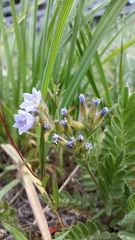 Polemonium californicum