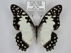 Graphium angolanus baronis