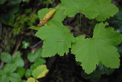 Ribes spicatum