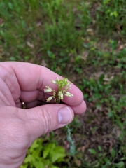 Turritis glabra