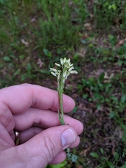 Turritis glabra