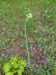 Turritis glabra