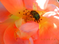 Trichiotinus lunulatus