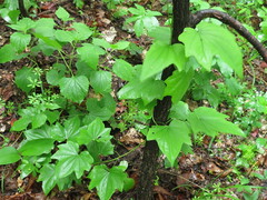 Dioscorea nipponica