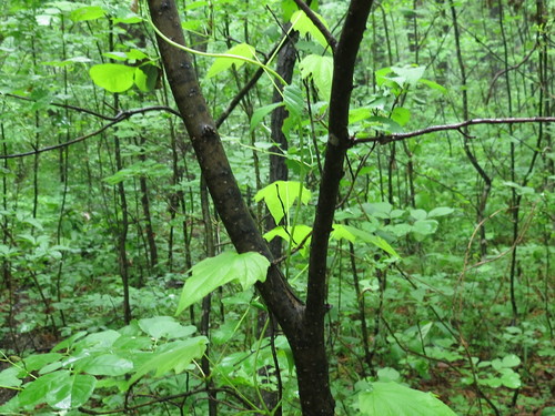 Image of Dioscorea nipponica by (c) Repina Tatyana, some rights reserved (CC BY)