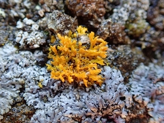 Teloschistes velifer