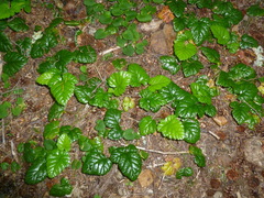 Rubus nivalis
