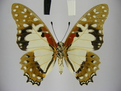 Graphium angolanus baronis
