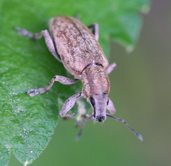Tanymecus palliatus