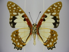 Graphium angolanus baronis
