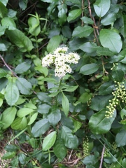 Valeriana sitchensis
