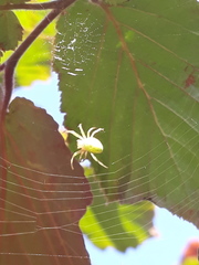 Araniella cucurbitina