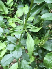 Valeriana sitchensis