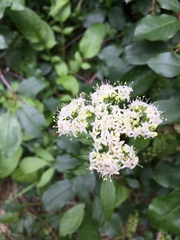 Valeriana sitchensis
