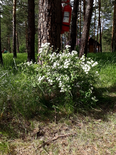Spiraea trilobata