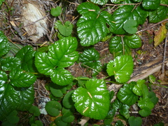 Rubus nivalis