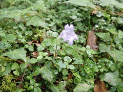 Strobilanthes rankanensis
