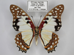 Graphium angolanus baronis