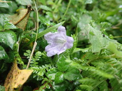 Strobilanthes rankanensis