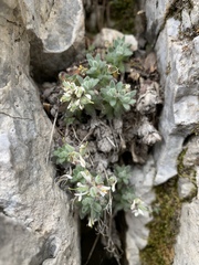 Draba jaegeri