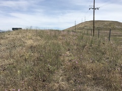 Clarkia gracilis tracyi