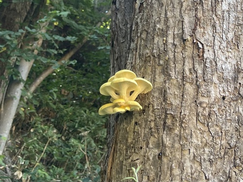 Pleurotus citrinopileatus