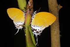 Eooxylides tharis distanti