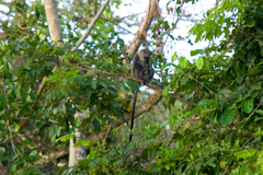 Cercopithecus mitis monoides
