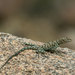 Banded Rock Lizard - Photo (c) John Sullivan, some rights reserved (CC BY-NC), uploaded by John Sullivan