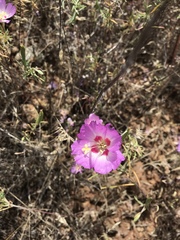 Clarkia gracilis tracyi