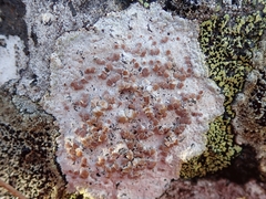 Lecanora farinacea