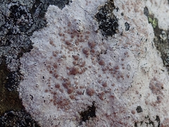 Lecanora farinacea