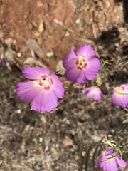 Clarkia gracilis tracyi