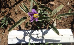 Solanum esuriale
