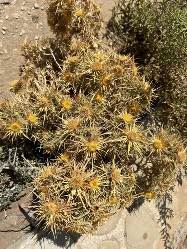 Carlina corymbosa (Carlina corymbosa)