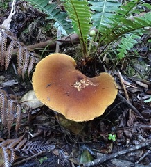 Cortinarius castoreus