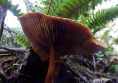 Cortinarius castoreus