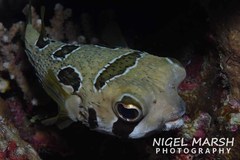 Diodon liturosus