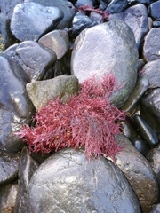 Streblocladia glomerulata
