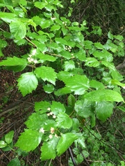 Crataegus schuettei