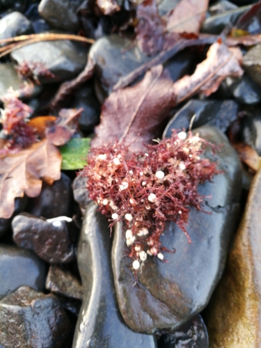 Celleporina proximalis