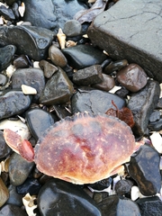 Metacarcinus novaezelandiae