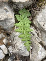Woodsia oregana