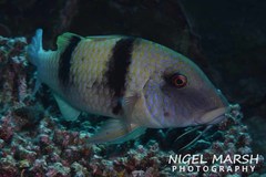 Parupeneus crassilabris