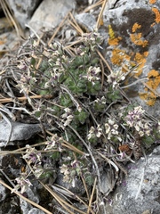 Draba jaegeri