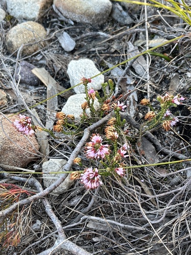 Image of Roundhead Heath (Erica globiceps) by (c) Dave U, some rights reserved (CC BY-SA)